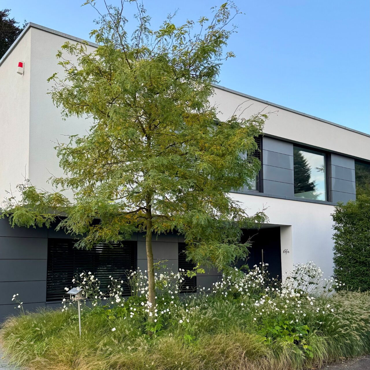 Pflanzung_14
